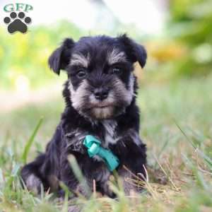 Preston, Miniature Schnauzer Puppy